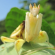 Illustration for article titled This beautiful orchid is a deadly predator